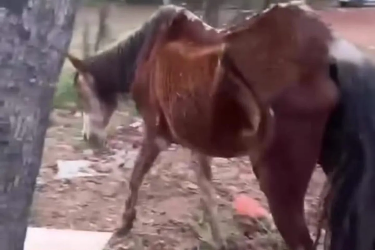 Cavalo abandonado em Aparecida de Goiânia recebe cuidados e será adotado por moradora 1 cavalo-abandonado-em-aparecida-de-goiania-recebe-cuidados-e-sera-adotado-por-moradora