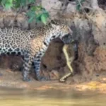 onca-pintada-caca-sucuri-em-rio-do-pantanal-em-video-impressionante