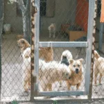 cuidadora-de-caes-e-presa-apos-quebrar-moto-de-fiscais,-em-catalao