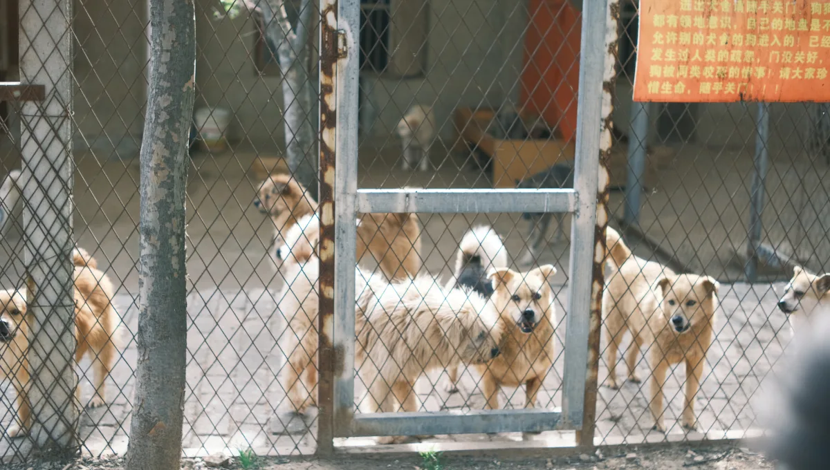 cuidadora-de-caes-e-presa-apos-quebrar-moto-de-fiscais,-em-catalao