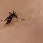brasil-concentra-96%-dos-casos-de-chikungunya-nas-americas