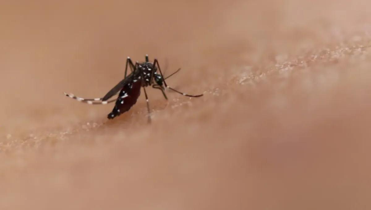 brasil-concentra-96%-dos-casos-de-chikungunya-nas-americas