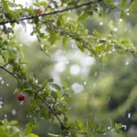 goias-tera-pancadas-de-chuva-isoladas-neste-sabado-(11/10)