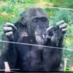 chimpanze-e-flagrado-fumando-cigarro-jogado-por-turistas-em-zoo-da-china