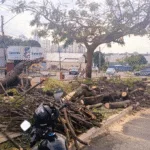 comurg-conta-com-plantao-24h-para-remocao-de-arvores-em-casos-de-ocorrencias-provocadas-pelas-chuvas