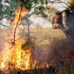 quinze-pessoas-ja-foram-presas-por-incendios-criminosos-em-goias
