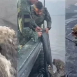 onca-resgatada-em-rio-apos-ser-baleada-deve-voltar-a-natureza-nos-proximos-dias