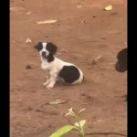 vizinho-testemunha-cachorro-se-alimentando-de-filhote-em-casa-no-setor-finsocial,-em-goiania