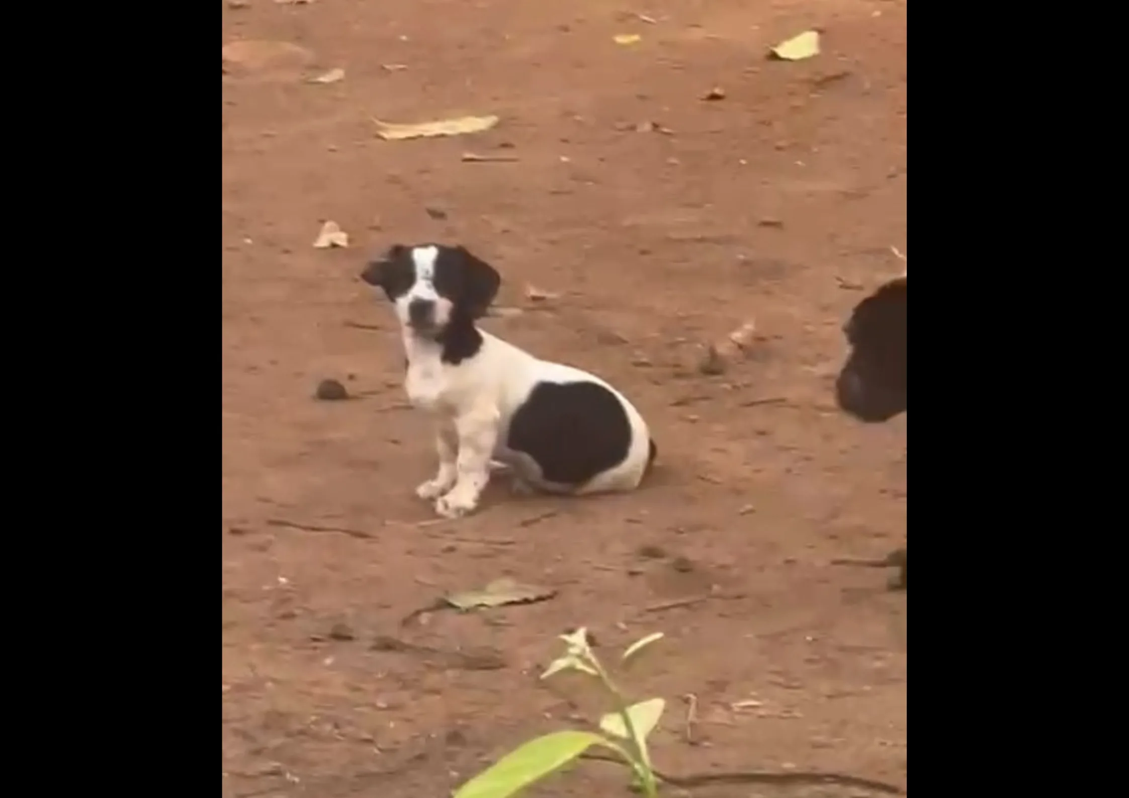 vizinho-testemunha-cachorro-se-alimentando-de-filhote-em-casa-no-setor-finsocial,-em-goiania