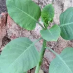 mulher-tem-lesao-cerebral-grave-apos-consumir-falsa-couve-em-minas-gerais