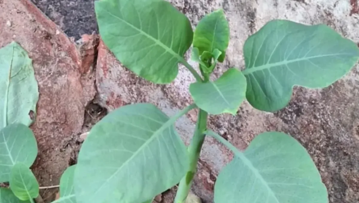 mulher-tem-lesao-cerebral-grave-apos-consumir-falsa-couve-em-minas-gerais