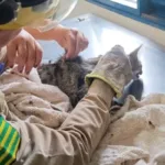 bombeiros-resgatam-gata-com-suspeita-de-envenenamento-em-ipameri
