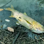 estado-investiga-morte-de-peixes-no-corrego-fazendinha,-em-trindade