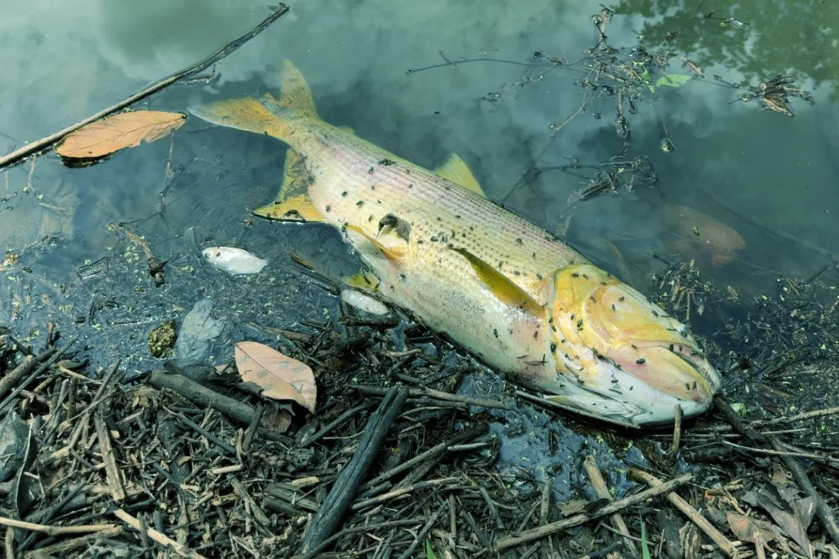 estado-investiga-morte-de-peixes-no-corrego-fazendinha,-em-trindade
