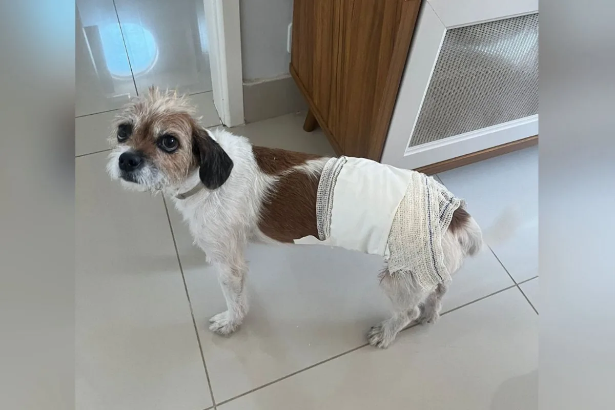 cadela-morre-apos-ataque-de-chow-chow-que-circula-livremente-no-setor-sul,-em-goiania