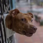 menino-de-10-anos-e-mordido-por-cachorro-que-fugiu-de-casa-em-catalao