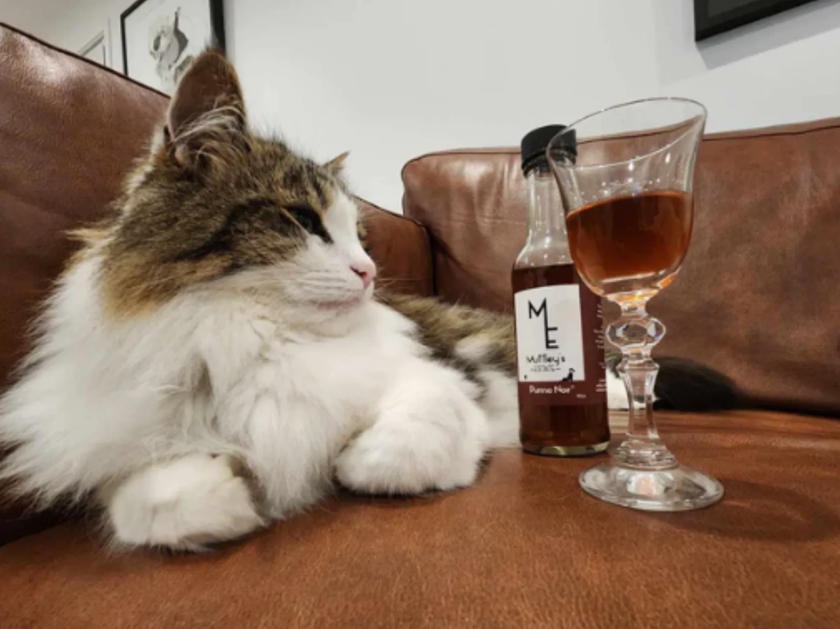 nova-zelandia-lanca-vinho-sem-alcool-para-caes-e-gatos