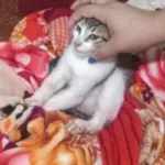 homem-e-preso-por-ameacar-mae-e-irma,-e-quebrar-cadeira-em-filhote-de-gato-em-rio-verde