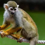 goias-registra-12o-caso-de-febre-amarela-em-macacos