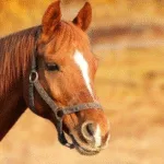 acumulo-de-gases-no-intestino-matou-cavalos-que-comeram-feno-com-fungo-em-goiania