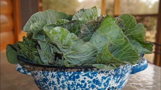 Idosos intoxicados com 'falsa couve' em MG recebem alta ap&oacute;s 13 dias