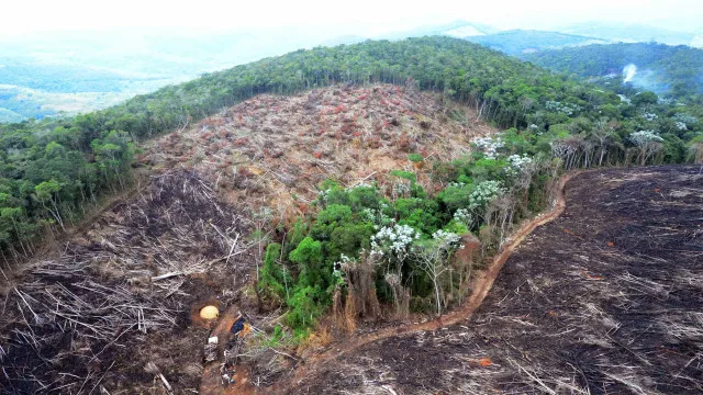 Fazendas ilegais de gado devastam &aacute;reas protegidas na Amaz&ocirc;nia