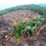 Fazendas ilegais de gado devastam áreas protegidas na Amazônia