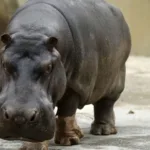 Qual o feminino de pavão? E hipopótamo? Resposta surpreende muita gente
