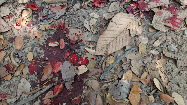 Acidente entre ônibus e caminhão deixa um morto e 11 feridos em Batatais (SP)