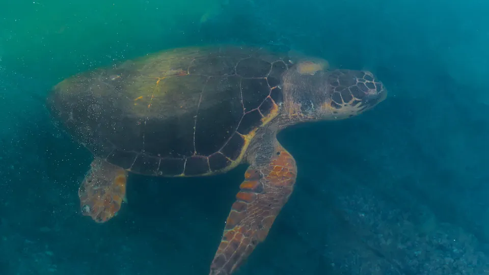 Turista toca em tartaruga em Noronha, posta vídeo e é multada em R$ 10 mil