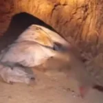 Cavalo tem as patas decepadas por jovem no interior de SP