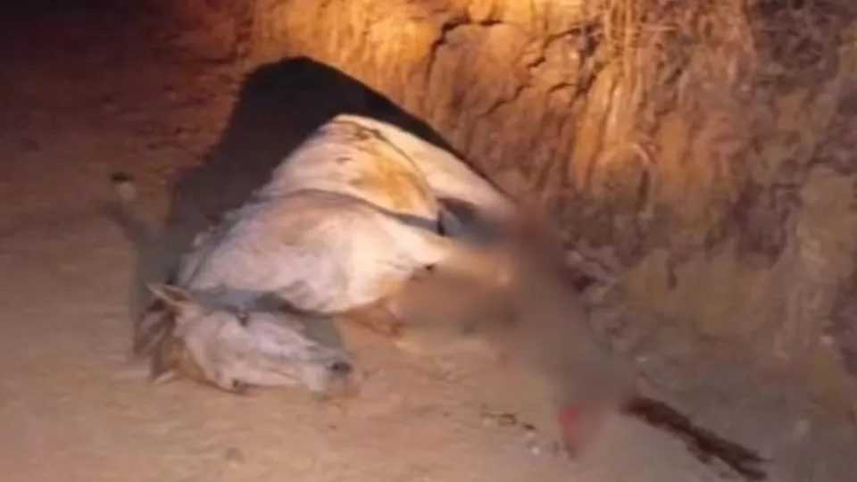 Cavalo tem as patas decepadas por jovem no interior de SP