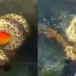 Sucuri devora tucano que foi beber água em Bonito; vídeo 1 Sucuri devora tucano que foi beber água em Bonito; vídeo