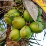 petrolandia-consolida-titulo-de-capital-nacional-do-coco-e-impulsiona-economia-no-sertao-pernambucano