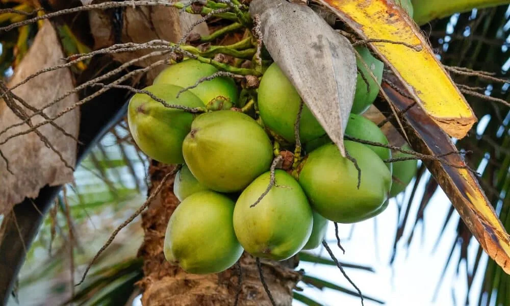 petrolandia-consolida-titulo-de-capital-nacional-do-coco-e-impulsiona-economia-no-sertao-pernambucano