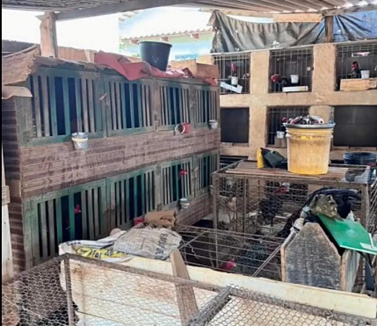 homem-e-preso-em-itaberai-por-manter-criatorio-ilegal-de-galos-de-briga