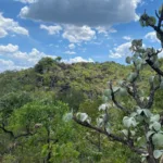 estudo-inedito-vai-apontar-especies-de-plantas-sob-risco-de-extincao-em-goias