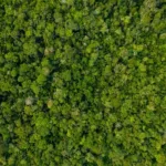 ブラジルの提案とノルウェーからの支援により、固定収入による熱帯林の保全資金として55億米ドルが集まる