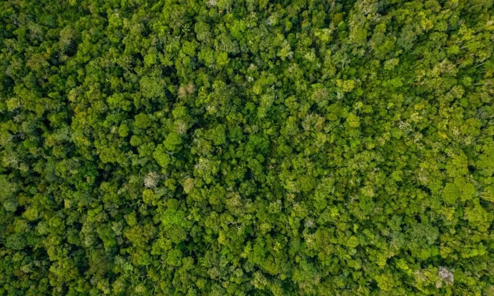 la-proposta-brasiliana-e-il-sostegno-della-norvegia-attirano-5,5-miliardi-di-dollari-per-finanziare-la-conservazione-delle-foreste-tropicali-con-reddito-fisso