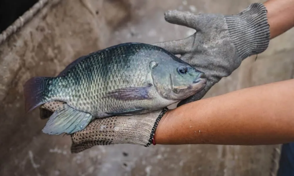 tilapia-na-lista-de-invasoras-preocupa-setor-de-r$-7,7-bi-no-brasil