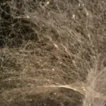 cave-in-greece-houses-megateia-with-111-thousand-spiders-in-unique-ecosystem