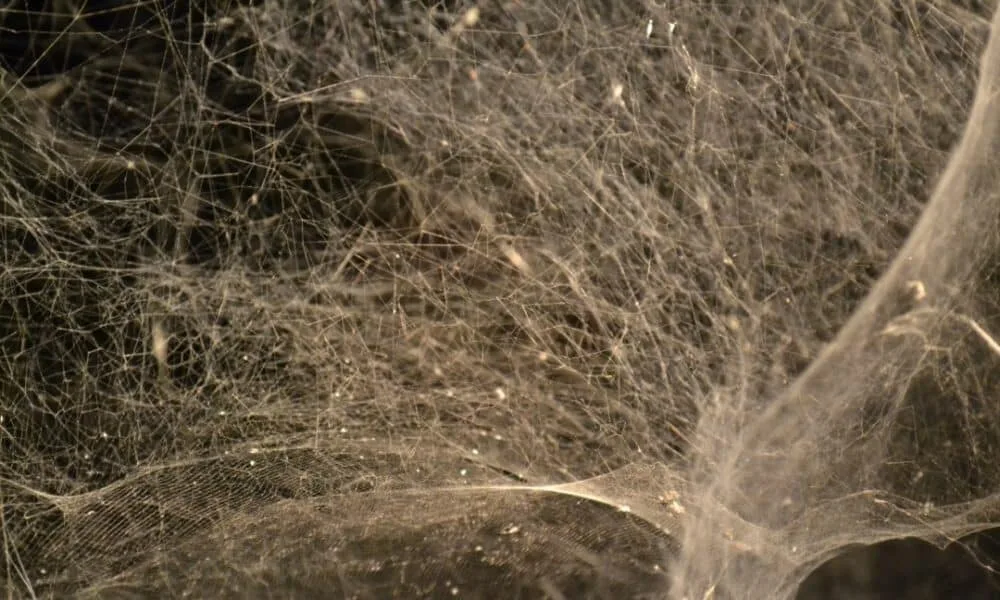 cave-in-greece-houses-megateia-with-111-thousand-spiders-in-unique-ecosystem