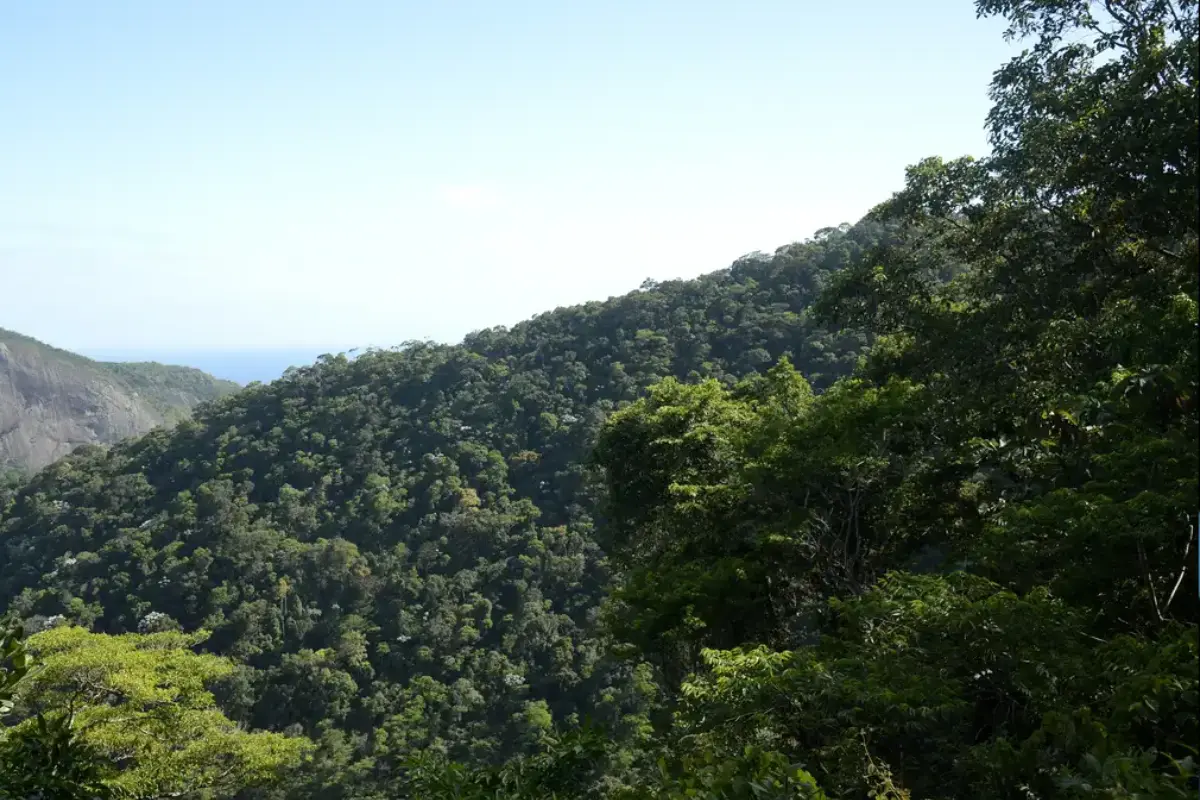 maioria-dos-brasileiros-pensa-que-meio-ambiente-pesara-na-eleicao,-diz-pesquisa