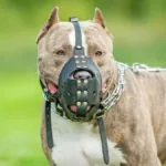 projeto-quer-tornar-obrigatoria-a-focinheira-para-caes-de-grande-porte-em-anapolis