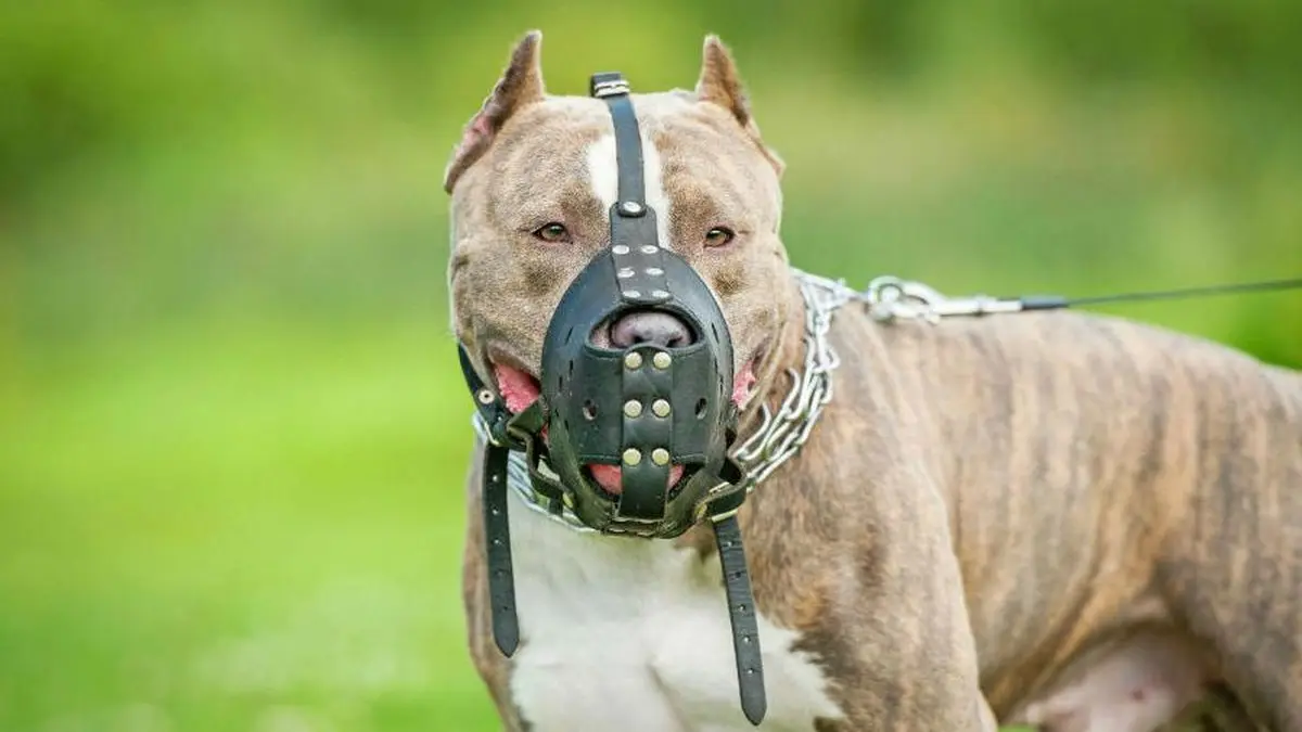 projeto-quer-tornar-obrigatoria-a-focinheira-para-caes-de-grande-porte-em-anapolis