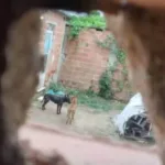 serial-killer-ana-paula-fernandes:-suspect-of-killing-4-people-confesses-to-poisoning-14-dogs-with-pellets-in-guarulhos-and-rio