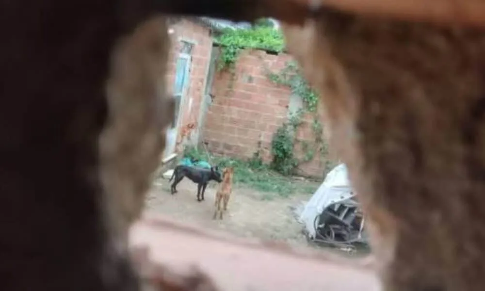 serial-killer-ana-paula-fernandes:-suspect-of-killing-4-people-confesses-to-poisoning-14-dogs-with-pellets-in-guarulhos-and-rio