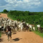 faturamento-bruto-da-bovinocultura-em-goias-atinge-r$-20,4-bilhoes-e-bate-recorde-historico