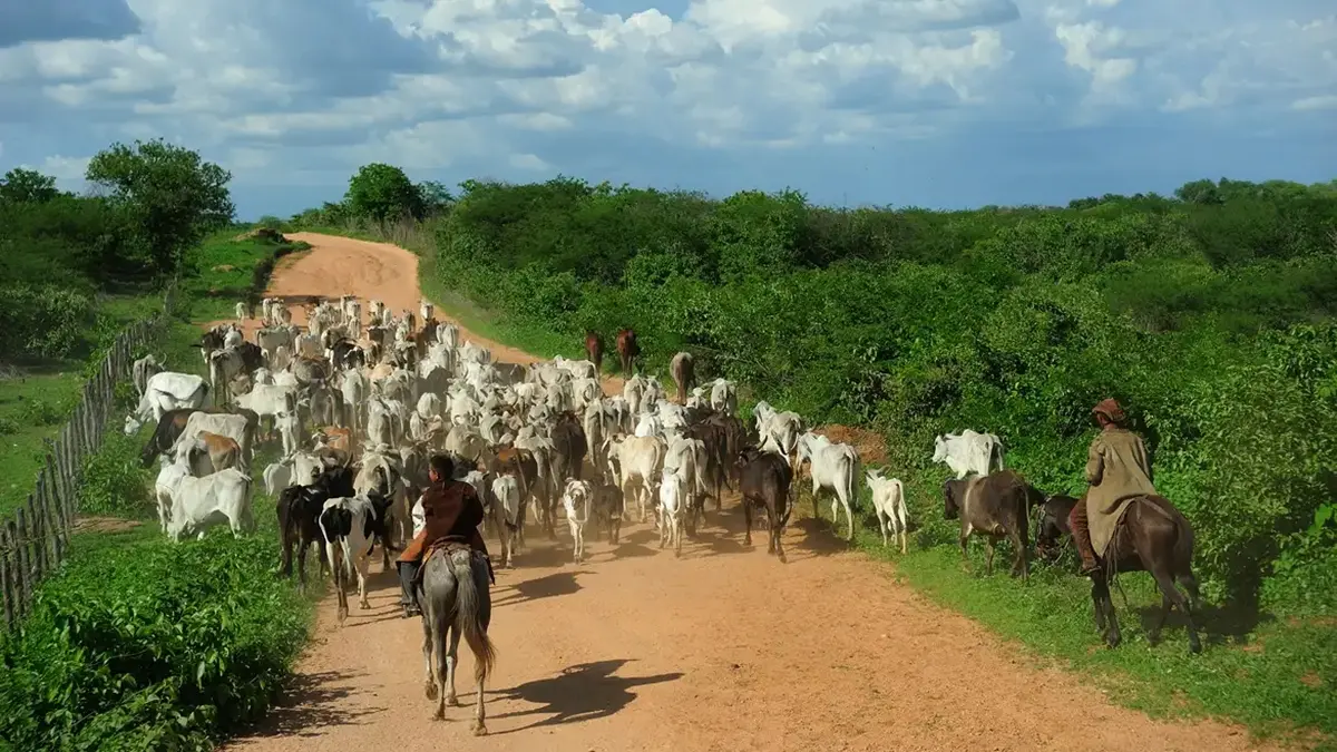 faturamento-bruto-da-bovinocultura-em-goias-atinge-r$-20,4-bilhoes-e-bate-recorde-historico