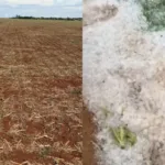 granizo-destroi-plantacoes-e-expoe-risco-para-a-producao-agricola-em-goias